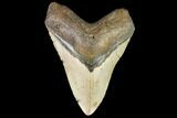 Fossil Megalodon Tooth - North Carolina #109807-1